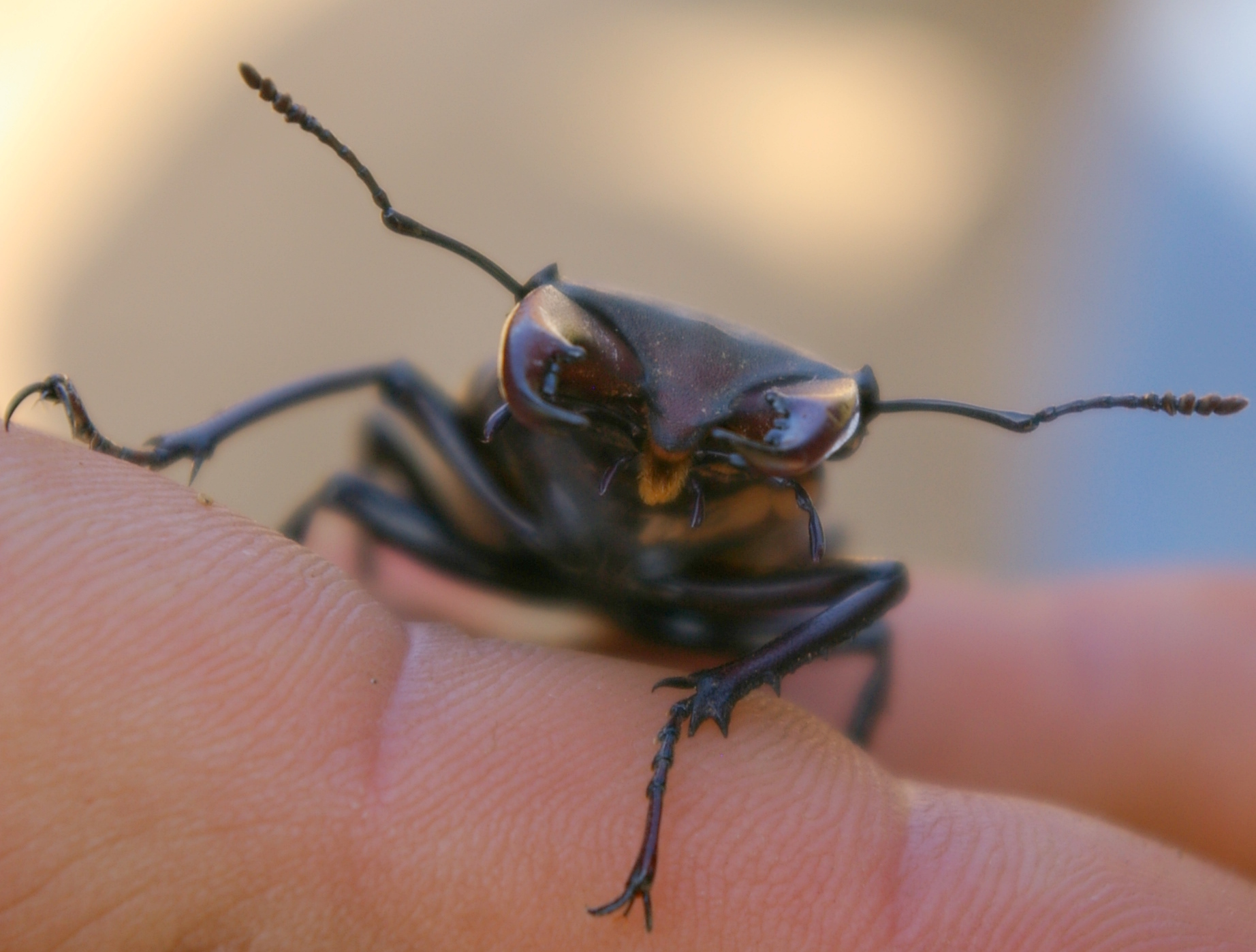 Lucanus Morgan Lucanus cervus - Découverte Sainte-Baume